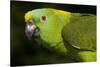 Yellow-Naped Amazon Parrot (Amazona Auropalliata)-Lynn M^ Stone-Stretched Canvas