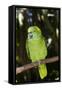 Yellow-Naped Amazon Parrot (Amazona Auropalliata)-Lynn M^ Stone-Framed Stretched Canvas
