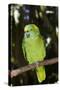 Yellow-Naped Amazon Parrot (Amazona Auropalliata)-Lynn M^ Stone-Stretched Canvas