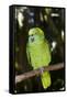 Yellow-Naped Amazon Parrot (Amazona Auropalliata)-Lynn M^ Stone-Framed Stretched Canvas