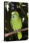 Yellow-Naped Amazon Parrot (Amazona Auropalliata)-Lynn M^ Stone-Stretched Canvas