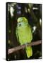 Yellow-Naped Amazon Parrot (Amazona Auropalliata)-Lynn M^ Stone-Framed Stretched Canvas