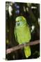 Yellow-Naped Amazon Parrot (Amazona Auropalliata)-Lynn M^ Stone-Stretched Canvas