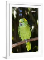 Yellow-Naped Amazon Parrot (Amazona Auropalliata)-Lynn M^ Stone-Framed Photographic Print