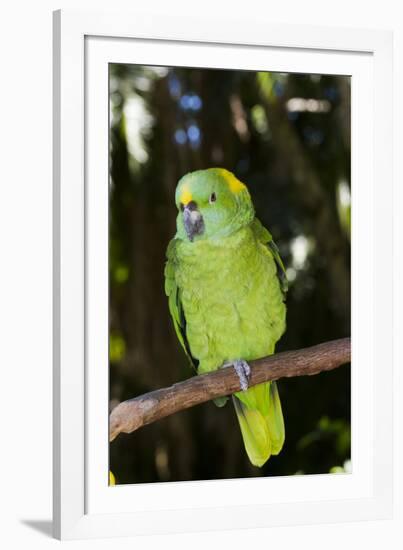 Yellow-Naped Amazon Parrot (Amazona Auropalliata)-Lynn M^ Stone-Framed Photographic Print