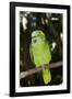 Yellow-Naped Amazon Parrot (Amazona Auropalliata)-Lynn M^ Stone-Framed Photographic Print