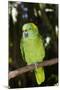 Yellow-Naped Amazon Parrot (Amazona Auropalliata)-Lynn M^ Stone-Mounted Photographic Print
