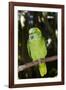 Yellow-Naped Amazon Parrot (Amazona Auropalliata)-Lynn M^ Stone-Framed Photographic Print