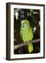 Yellow-Naped Amazon Parrot (Amazona Auropalliata)-Lynn M^ Stone-Framed Photographic Print