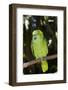 Yellow-Naped Amazon Parrot (Amazona Auropalliata)-Lynn M^ Stone-Framed Photographic Print