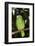 Yellow-Naped Amazon Parrot (Amazona Auropalliata)-Lynn M^ Stone-Framed Photographic Print