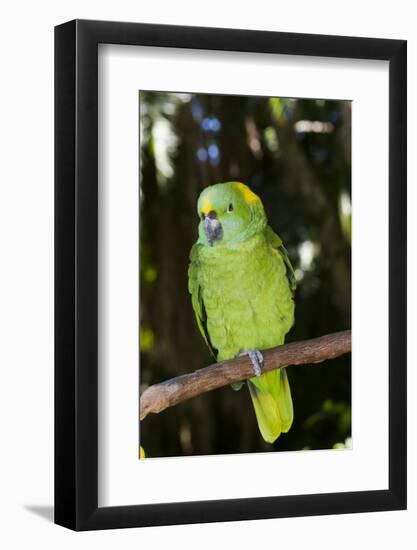 Yellow-Naped Amazon Parrot (Amazona Auropalliata)-Lynn M^ Stone-Framed Photographic Print