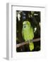 Yellow-Naped Amazon Parrot (Amazona Auropalliata)-Lynn M^ Stone-Framed Photographic Print