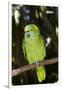 Yellow-Naped Amazon Parrot (Amazona Auropalliata)-Lynn M^ Stone-Framed Photographic Print