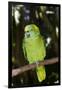 Yellow-Naped Amazon Parrot (Amazona Auropalliata)-Lynn M^ Stone-Framed Photographic Print