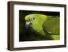 Yellow-Naped Amazon Parrot (Amazona Auropalliata)-Lynn M^ Stone-Framed Photographic Print