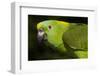 Yellow-Naped Amazon Parrot (Amazona Auropalliata)-Lynn M^ Stone-Framed Photographic Print