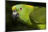 Yellow-Naped Amazon Parrot (Amazona Auropalliata)-Lynn M^ Stone-Mounted Photographic Print