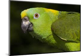 Yellow-Naped Amazon Parrot (Amazona Auropalliata)-Lynn M^ Stone-Mounted Photographic Print