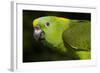 Yellow-Naped Amazon Parrot (Amazona Auropalliata)-Lynn M^ Stone-Framed Photographic Print