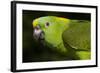 Yellow-Naped Amazon Parrot (Amazona Auropalliata)-Lynn M^ Stone-Framed Photographic Print