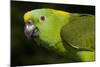 Yellow-Naped Amazon Parrot (Amazona Auropalliata)-Lynn M^ Stone-Mounted Photographic Print