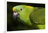 Yellow-Naped Amazon Parrot (Amazona Auropalliata)-Lynn M^ Stone-Framed Photographic Print