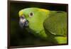 Yellow-Naped Amazon Parrot (Amazona Auropalliata)-Lynn M^ Stone-Framed Photographic Print