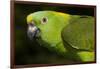 Yellow-Naped Amazon Parrot (Amazona Auropalliata)-Lynn M^ Stone-Framed Photographic Print