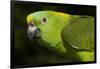 Yellow-Naped Amazon Parrot (Amazona Auropalliata)-Lynn M^ Stone-Framed Photographic Print