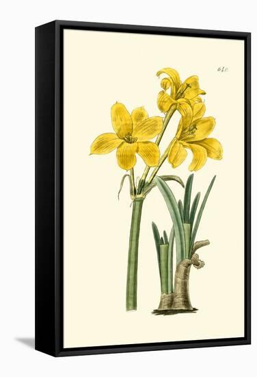 Yellow Narcissus I-Van Houtt-Framed Stretched Canvas