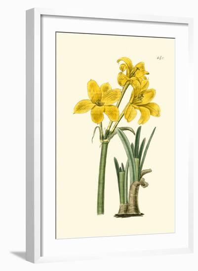 Yellow Narcissus I-Van Houtt-Framed Art Print