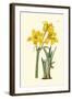 Yellow Narcissus I-Van Houtt-Framed Art Print