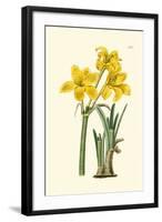 Yellow Narcissus I-Van Houtt-Framed Art Print