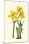 Yellow Narcissus I-Van Houtt-Mounted Art Print