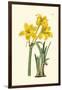 Yellow Narcissus I-Van Houtt-Framed Art Print