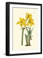 Yellow Narcissus I-Van Houtt-Framed Art Print