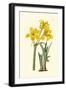 Yellow Narcissus I-Van Houtt-Framed Art Print