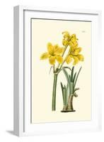 Yellow Narcissus I-Van Houtt-Framed Art Print