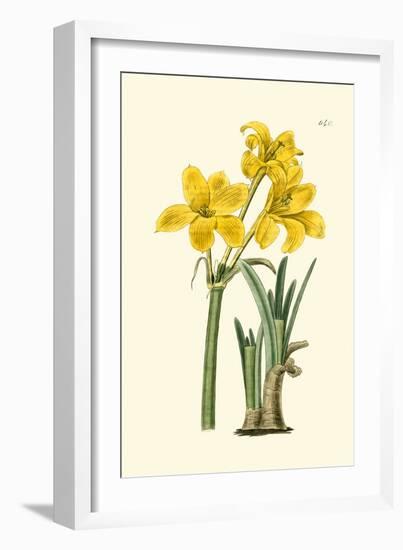 Yellow Narcissus I-Van Houtt-Framed Art Print