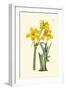 Yellow Narcissus I-Van Houtt-Framed Art Print