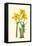 Yellow Narcissus I-Van Houtt-Framed Stretched Canvas