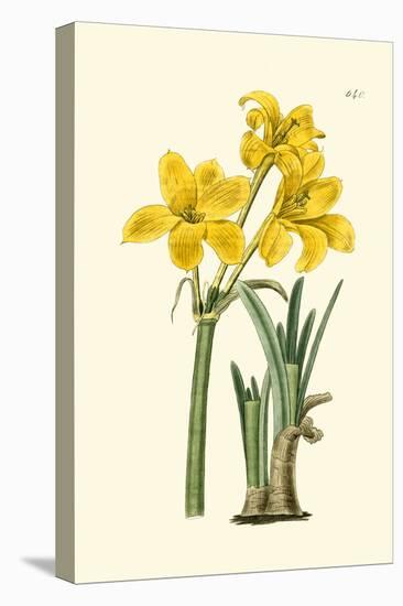Yellow Narcissus I-Van Houtt-Stretched Canvas