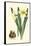 Yellow Narcissus II-Van Houtt-Framed Stretched Canvas