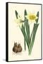 Yellow Narcissus II-Van Houtt-Framed Stretched Canvas