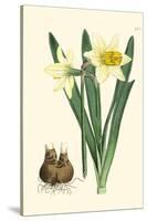 Yellow Narcissus II-Van Houtt-Stretched Canvas