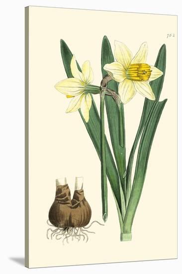 Yellow Narcissus II-Van Houtt-Stretched Canvas