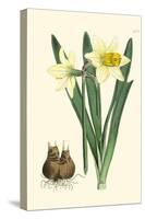 Yellow Narcissus II-Van Houtt-Stretched Canvas