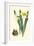 Yellow Narcissus II-Van Houtt-Framed Art Print