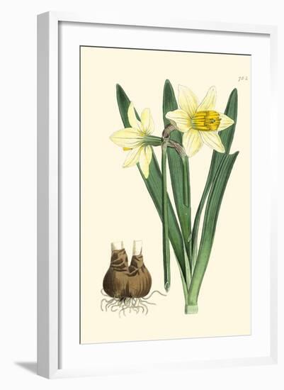 Yellow Narcissus II-Van Houtt-Framed Art Print